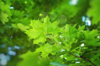 Spring leaf of chestnut. Nature composition.