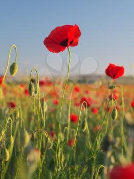In poppies field. Nature composition. Red poppy flower portrait in meadow.