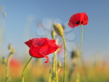 In poppies field. Nature composition. Red poppy flower portrait in meadow.