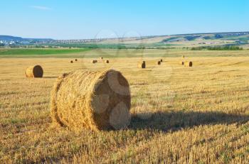 Round straw bales on field . Summer landscape.