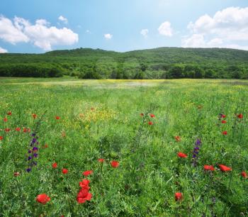 Spring medoaw of flowers. Hi-resolution panorama. Naturу composition.