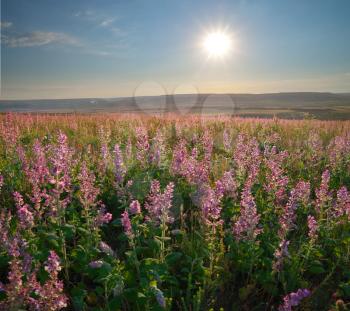 Meadow of salvia during the sunset. Nature landscape. 