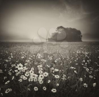 Daisy meadow on foggy morning. Nature art photography.
