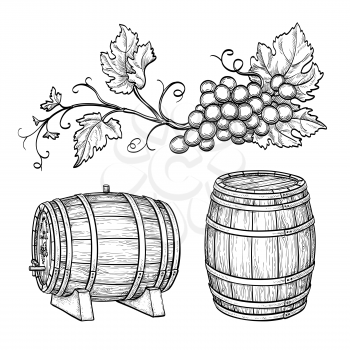 Grape branches and wine barrels. Isolated on white background. Hand drawn vector illustration