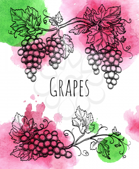 Vector illustration of grapevine. Hand drawn vector illustration. Watercolor background.