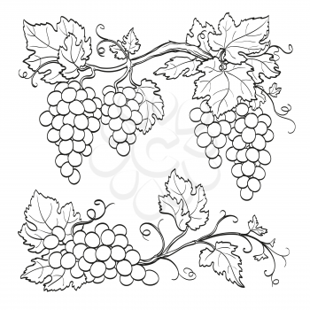 Grape branches  isolated on white background. Line sketch. Hand drawn vector illustration.