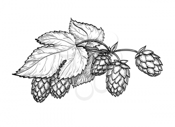 Hand drawn vector illustration of hops. Isolated on white background. Hand drawn vector illustration. Retro style.