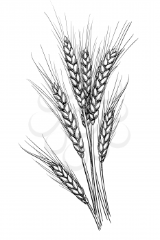 Hand drawn vector illustration of wheat. Isolated on white background. Retro style.