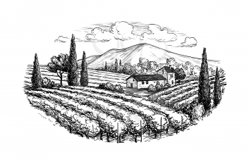 Hand drawn vineyard landscape. Isolated on white background. Vintage style vector illustration.