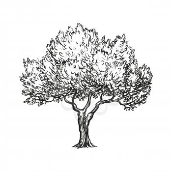 Hand drawn vector illustration of olive tree. Isolated on white background. Retro style.