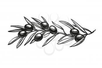 Hand drawn vector illustration of olive branch. Isolated on white background. Retro style.