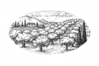 Hand drawn olive grove landscape. Isolated on white background. Vintage style vector illustration.