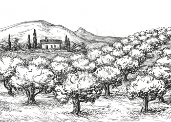 Hand drawn olive grove landscape. Vintage style vector illustration.