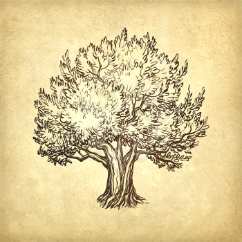 Hand drawn vector illustration of olive tree on old paper background. Retro style.