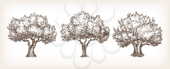 Sketch set of olive trees. Hand drawn vector illustration. Retro style.