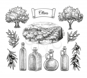 Olive set. Hand drawn vector illustration. Isolated on white background. Retro style.