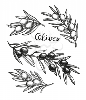 Hand drawn vector illustration of olive branches. Isolated on white background. Retro style.