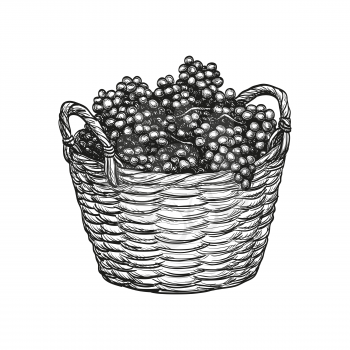 Grapes in basket. Isolated on white background. Hand drawn vector illustration. Retro style.