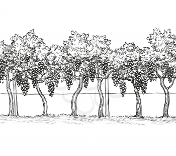 Hand drawn vector illustration of vineyard. Vine sketch isolated on white background.