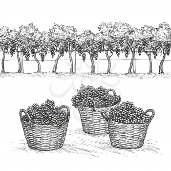 Vineyard and rape branches and grapes in basket. Isolated on white background. Hand drawn vector illustration