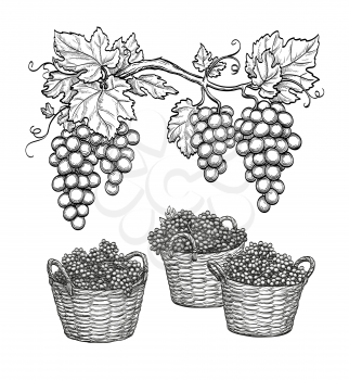 Grape branches and grapes in baskets. Vine sketch isolated on white background. Hand drawn vector illustration