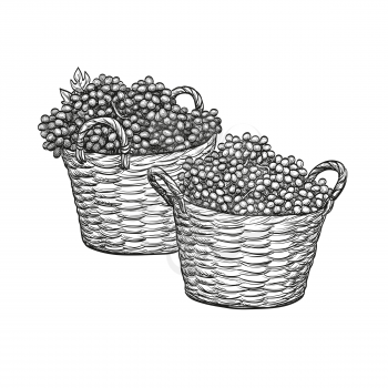 Grapes in baskets. Isolated on white background. Hand drawn vector illustration. Retro style.