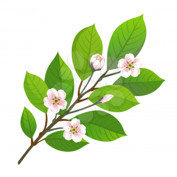 Cherry blossom. Vector illustration of branch with flowers. Spring design element.