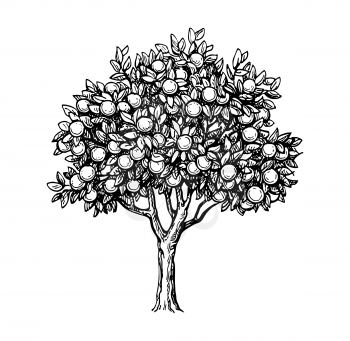 Hand drawn vector illustration of orange tree. Isolated on white background. Retro style.