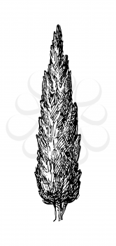 Hand drawn vector illustration of cypress. Isolated on white background. Retro style.