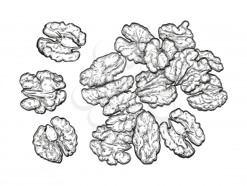 Handful of walnuts. Vector illustration of nuts isolated on white background. Vintage style.