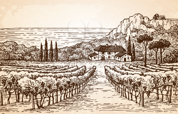 Hand drawn vineyard landscape on old paper background. Rural scenery. Vintage style vector illustration.