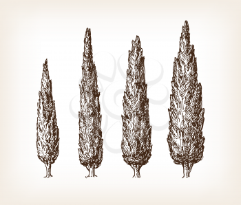 Hand drawn vector illustration of cypresses. Vintage style.