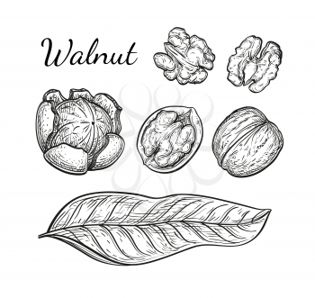 Walnuts set. Ink sketch of nuts. Hand drawn vector illustration. Isolated on white background. Retro style.