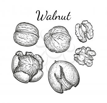 Walnuts set. Ink sketch of nuts. Hand drawn vector illustration. Isolated on white background. Retro style.