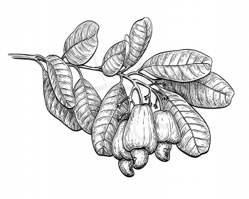 Ink sketch of cashew branch. Isolated on white background. Hand drawn vector illustration. Retro style.