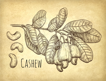 Cashew branch and nuts. Hand drawn vector illustration on old paper background. Vintage style.