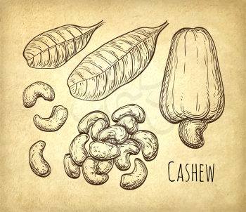 Cashew set. Hand drawn vector illustration on old paper background. Vintage style.