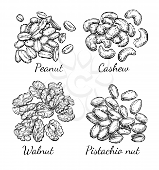 Nuts collection. Ink sketch set. Hand drawn vector illustration. Isolated on white background. Retro style.