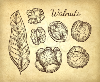 Walnuts set. Ink sketch of nuts. Hand drawn vector illustration on old paper background. Retro style.