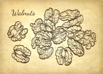 Handful of walnuts. Vector illustration on old paper background. Vintage style.