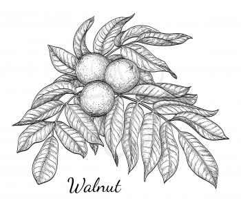Ink sketch of walnut branch. Isolated on white background. Hand drawn vector illustration. Retro style.