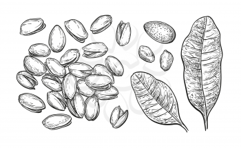 Pistachio nuts set. Ink sketch. Hand drawn vector illustration. Isolated on white background. Retro style.