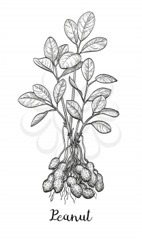 Vector illustration of peanut plant. Isolated on white background. Vintage style.