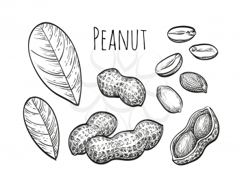 Peanut set. Ink sketch of nuts. Hand drawn vector illustration. Isolated on white background. Retro style.