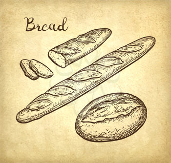 Baguette and rustic bread. Hand drawn vector illustration on old paper background. Vintage style.