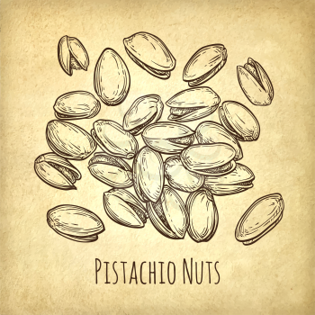 Handful of pistachio nuts. Vector illustration of nuts on old paper background. Vintage style.