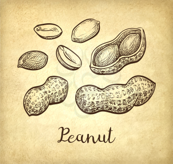 Peanut set. Ink sketch of nuts. Hand drawn vector illustration. Old paper background. Retro style.