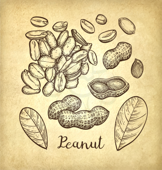 Peanut set. Ink sketch of nuts. Hand drawn vector illustration. Old paper background. Retro style.