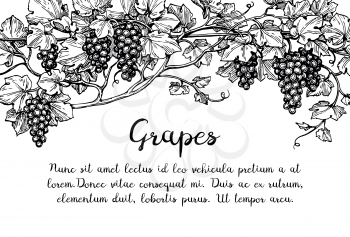 Banner template. Hand drawn vector illustration of grapes. Vine sketch.