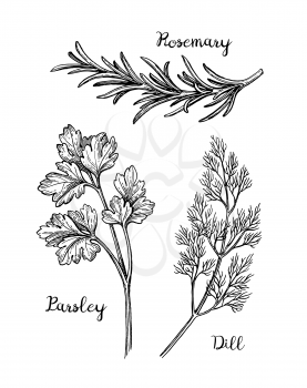 Herbs set. Isolated on white background. Hand drawn vector illustration. Retro style.